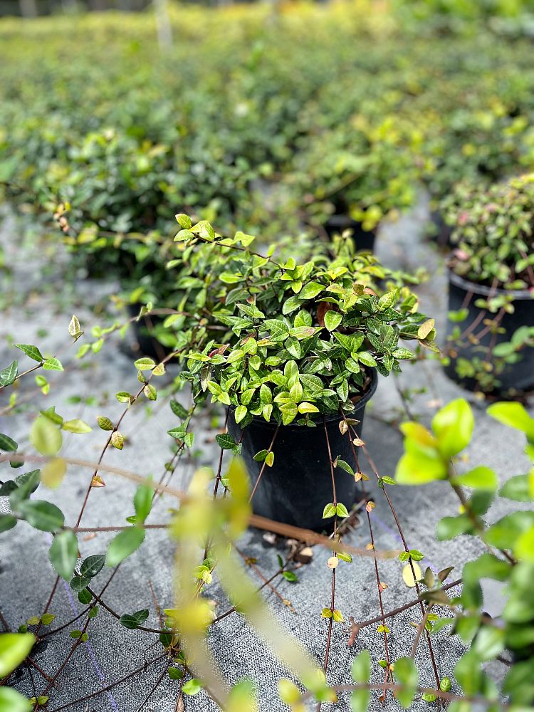 trachelospermum-asiaticum-minima-asiatic-jasmine