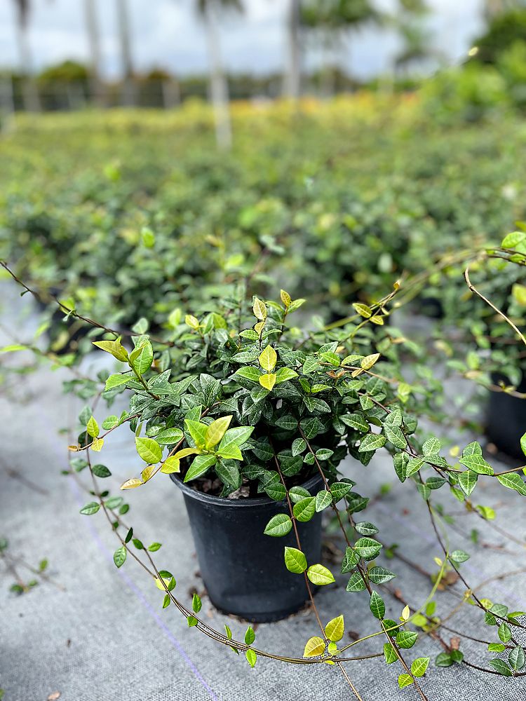 trachelospermum-asiaticum-minima-asiatic-jasmine