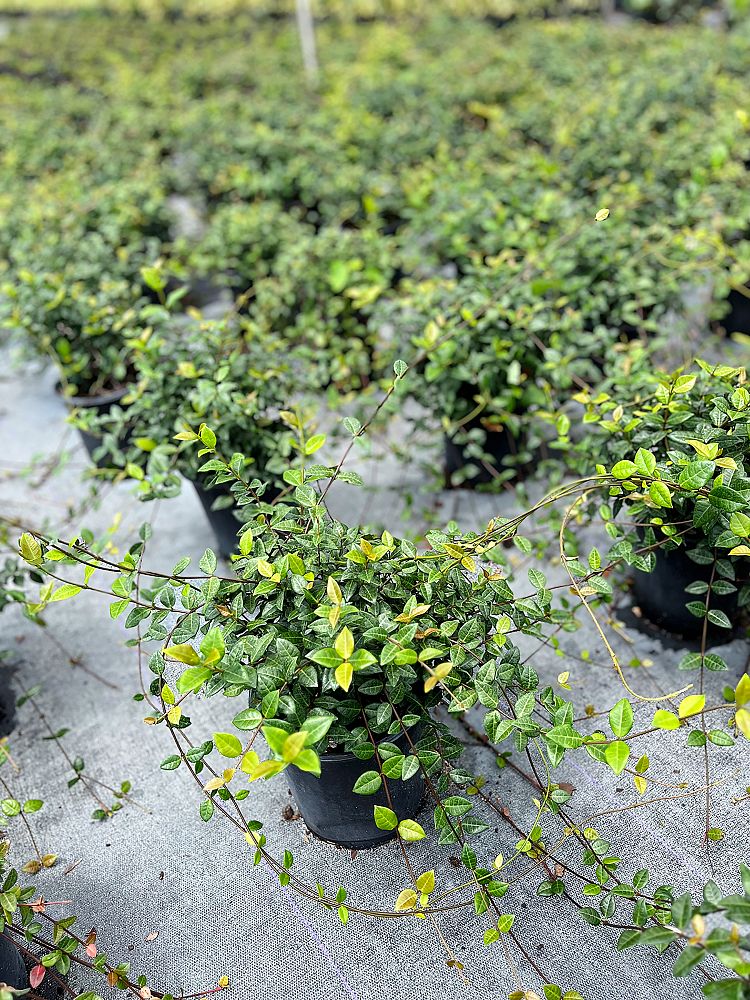 trachelospermum-asiaticum-minima-asiatic-jasmine