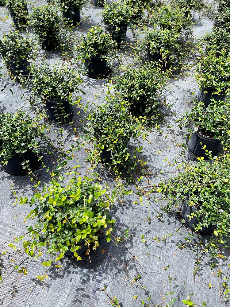 trachelospermum-asiaticum-minima-asiatic-jasmine