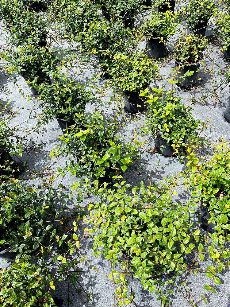 trachelospermum-asiaticum-minima-asiatic-jasmine