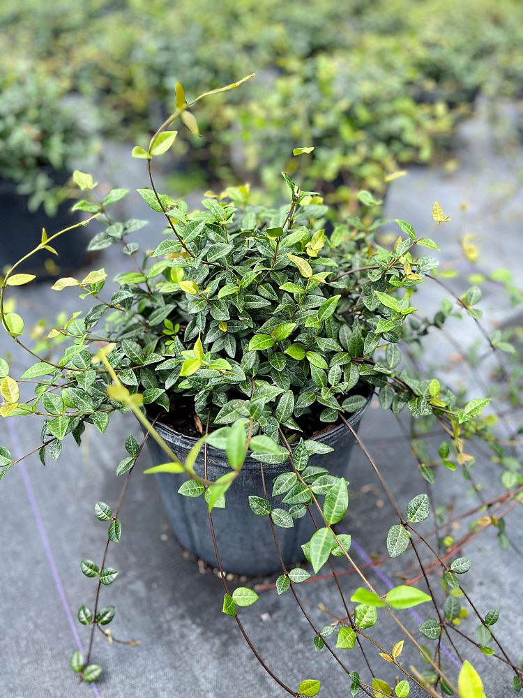 trachelospermum-asiaticum-minima-asiatic-jasmine