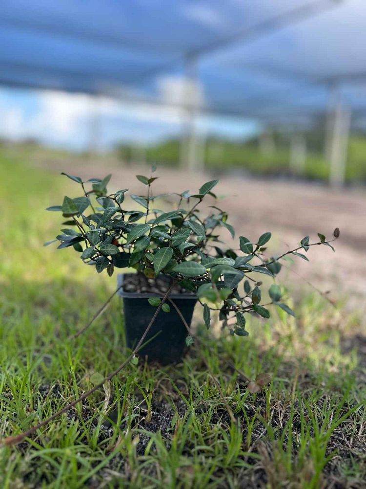 trachelospermum-asiaticum-minima-asiatic-jasmine