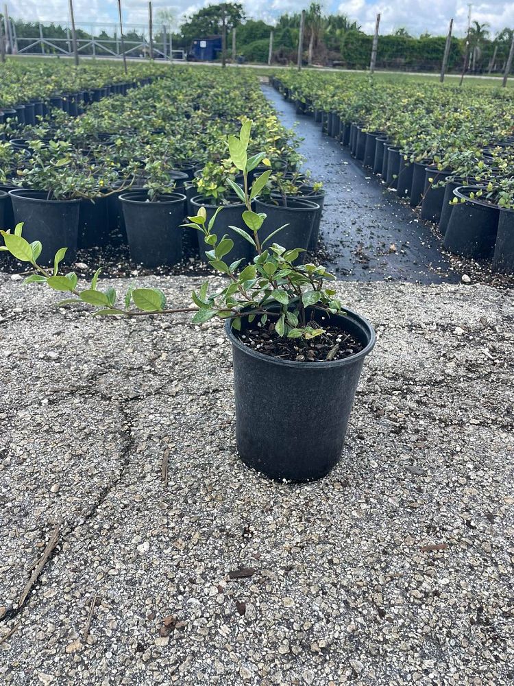 trachelospermum-asiaticum-minima-asiatic-jasmine