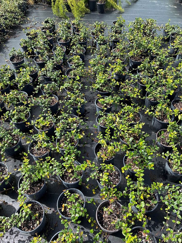 trachelospermum-asiaticum-minima-asiatic-jasmine