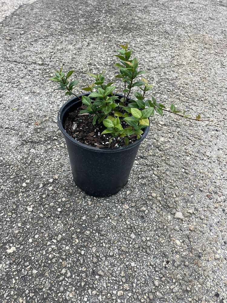 trachelospermum-asiaticum-minima-asiatic-jasmine