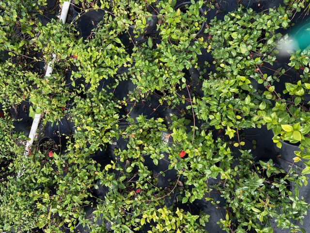trachelospermum-asiaticum-minima-asiatic-jasmine