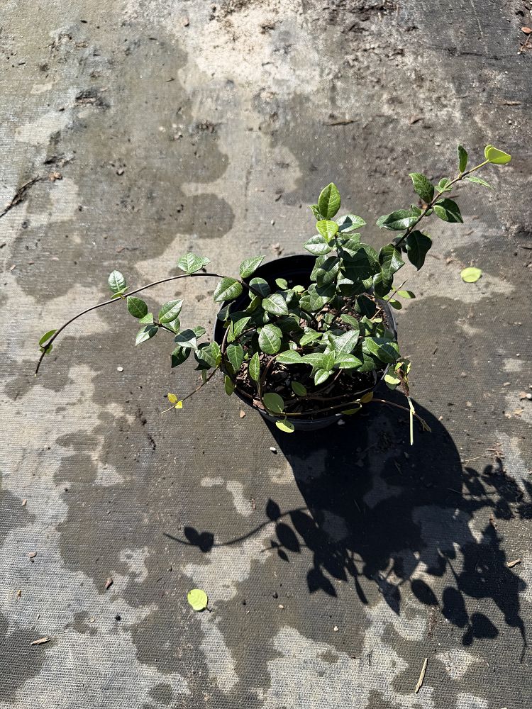 trachelospermum-asiaticum-minima-asiatic-jasmine