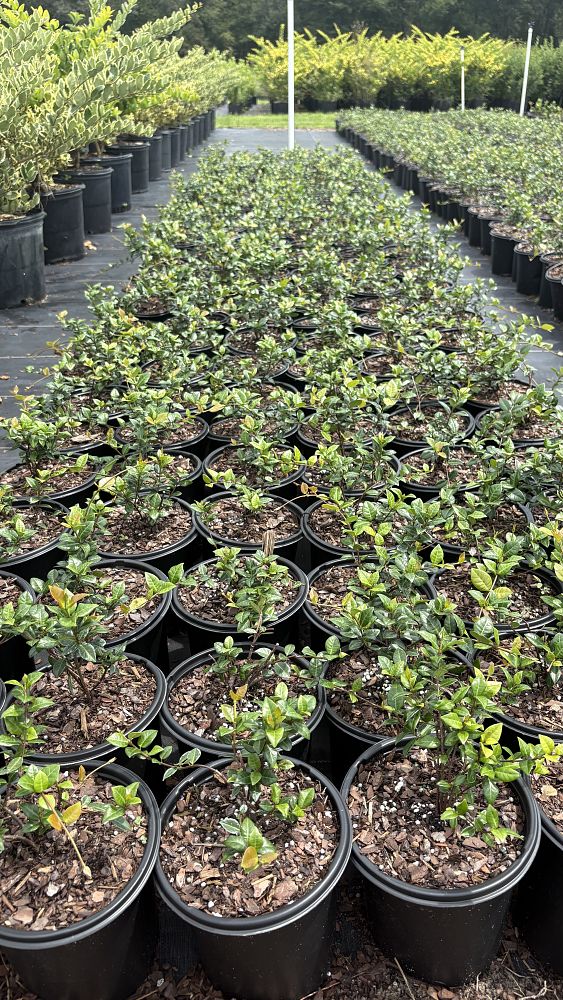 trachelospermum-asiaticum-minima-asiatic-jasmine