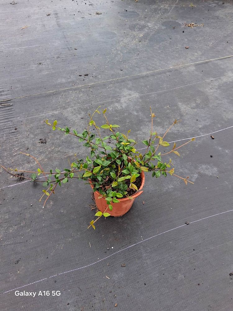 trachelospermum-asiaticum-minima-asiatic-jasmine