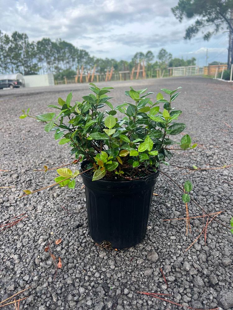 trachelospermum-asiaticum-minima-bronze-asiatic-jasmine