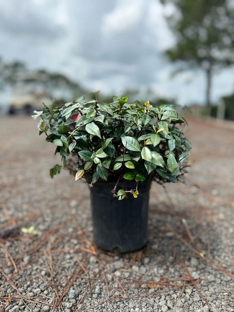 trachelospermum-asiaticum-minima-bronze-asiatic-jasmine