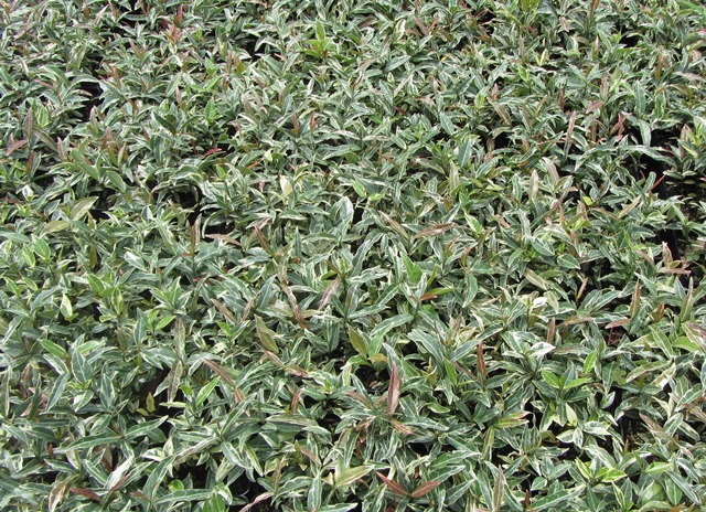 trachelospermum-asiaticum-minima-variegata-asiatic-jasmine