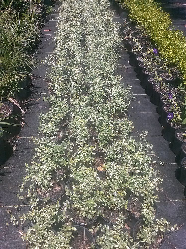 trachelospermum-asiaticum-minima-variegata-asiatic-jasmine