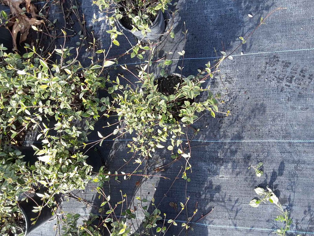 trachelospermum-asiaticum-minima-variegata-asiatic-jasmine