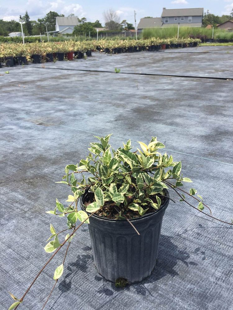 trachelospermum-asiaticum-minima-variegata-asiatic-jasmine