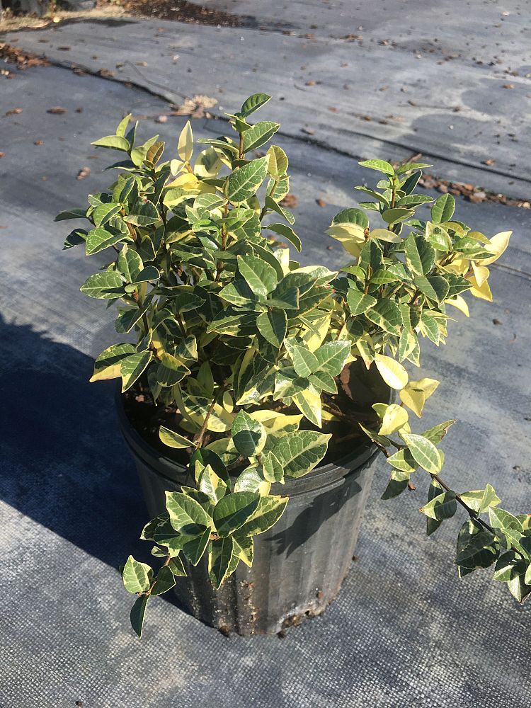 trachelospermum-asiaticum-minima-variegata-asiatic-jasmine