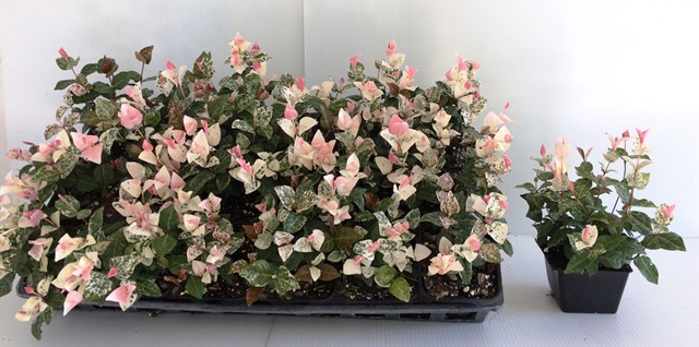 trachelospermum-asiaticum-minima-variegata-asiatic-jasmine