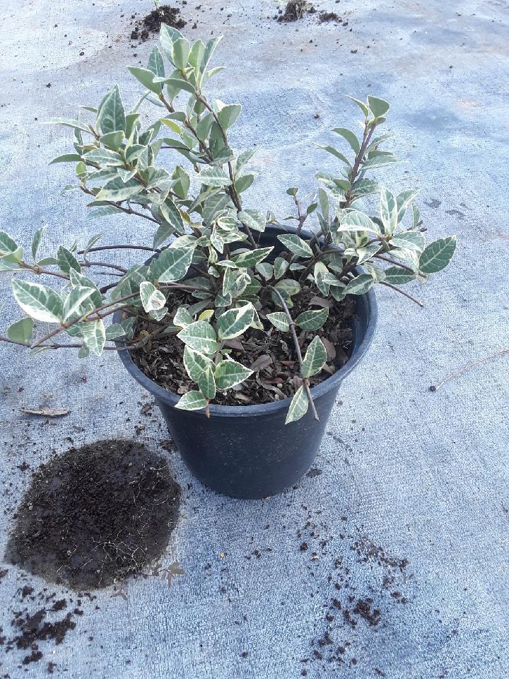 trachelospermum-asiaticum-minima-variegata-asiatic-jasmine
