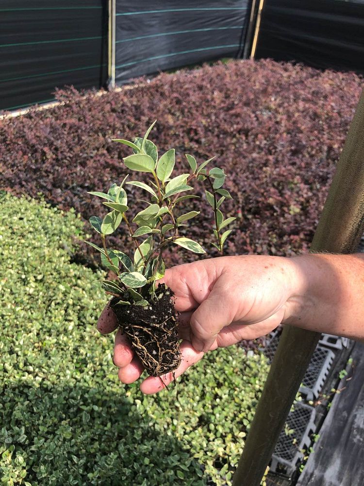 trachelospermum-asiaticum-minima-variegata-asiatic-jasmine