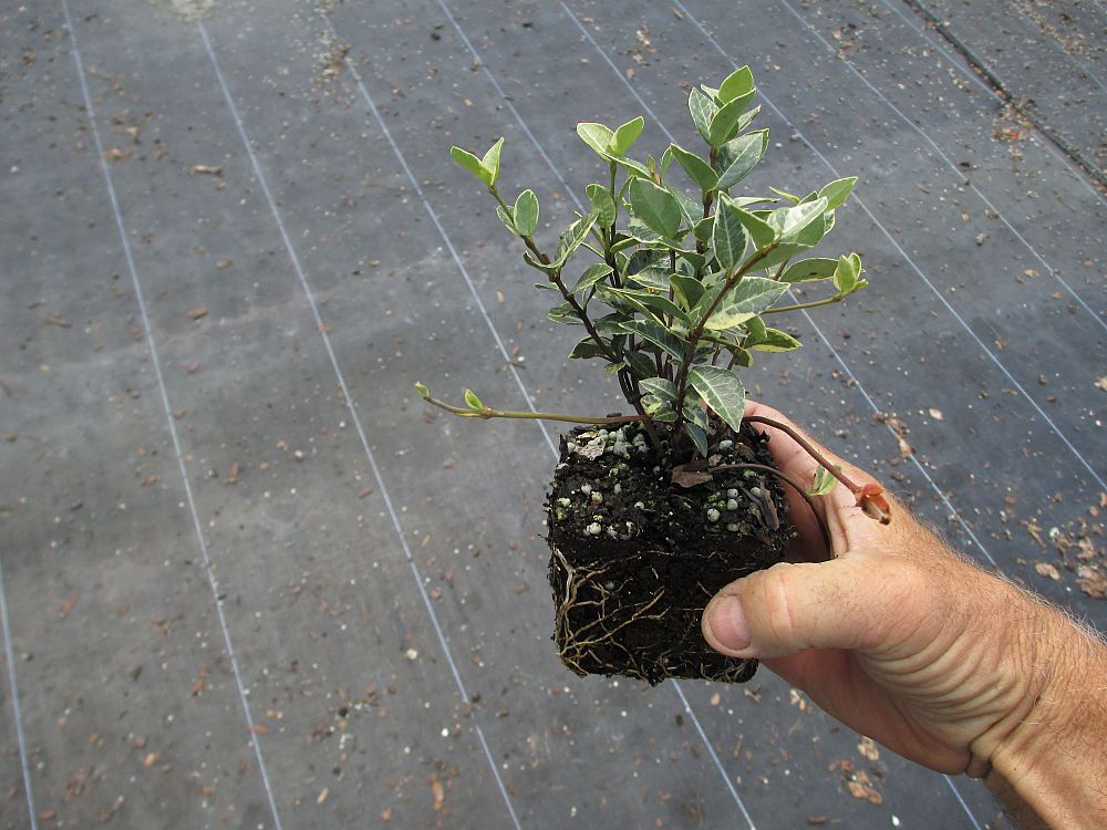 trachelospermum-asiaticum-minima-variegata-asiatic-jasmine