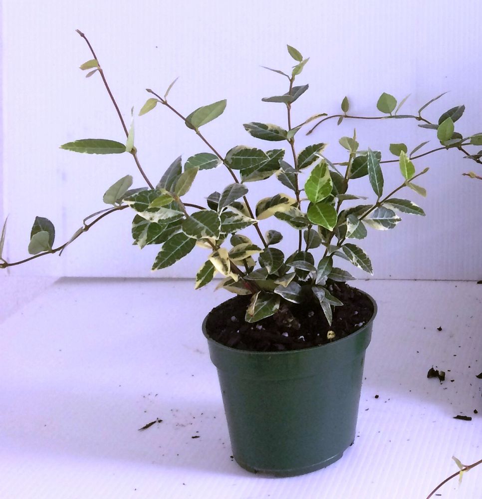 trachelospermum-asiaticum-minima-variegata-asiatic-jasmine