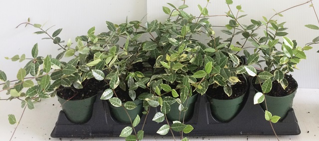 trachelospermum-asiaticum-minima-variegata-asiatic-jasmine