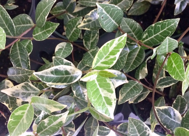 trachelospermum-asiaticum-minima-variegata-asiatic-jasmine