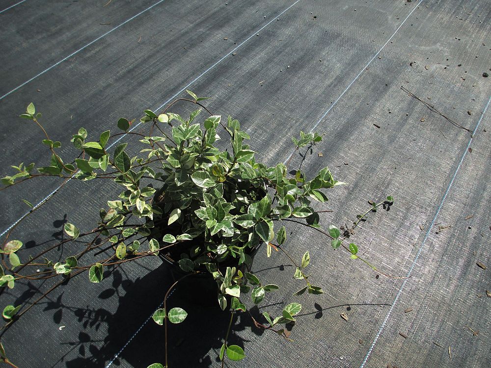 trachelospermum-asiaticum-minima-variegata-asiatic-jasmine