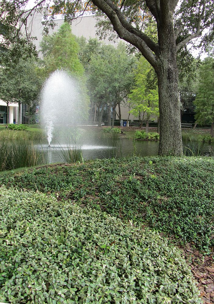 trachelospermum-asiaticum-minima-variegata-asiatic-jasmine