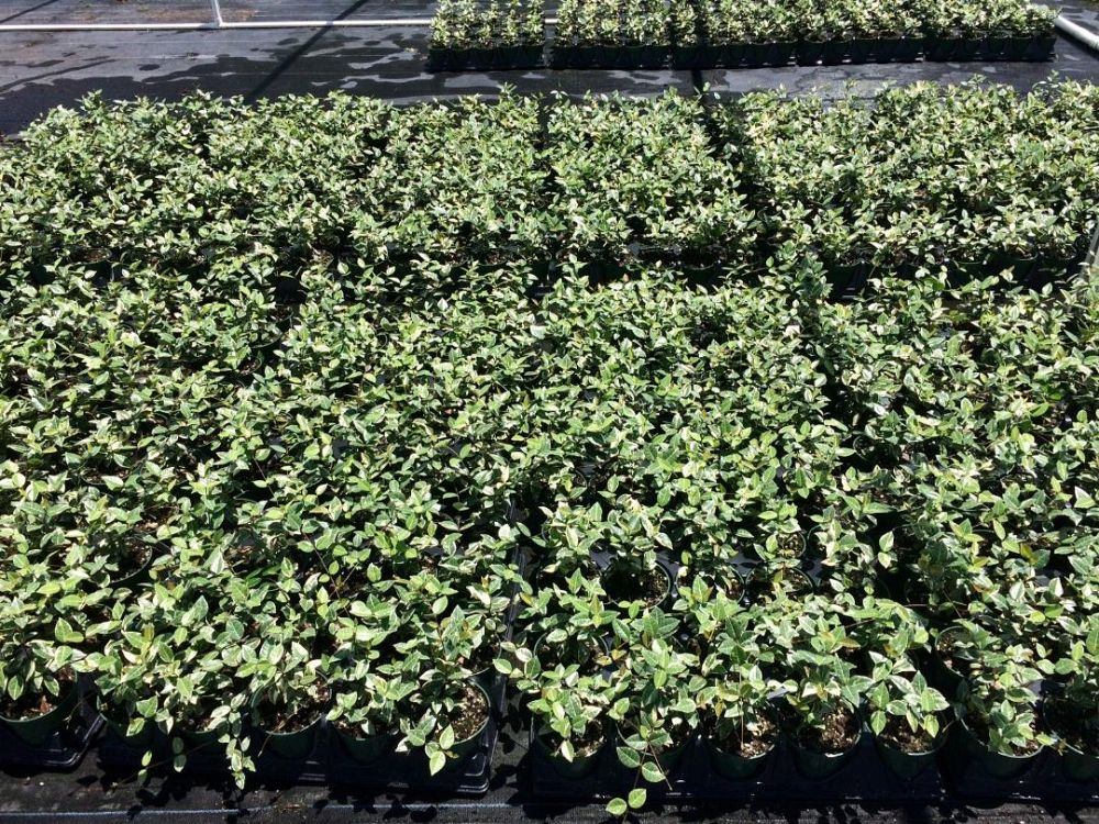 trachelospermum-asiaticum-minima-variegata-asiatic-jasmine