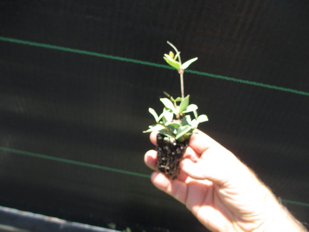 trachelospermum-asiaticum-minima-variegata-asiatic-jasmine