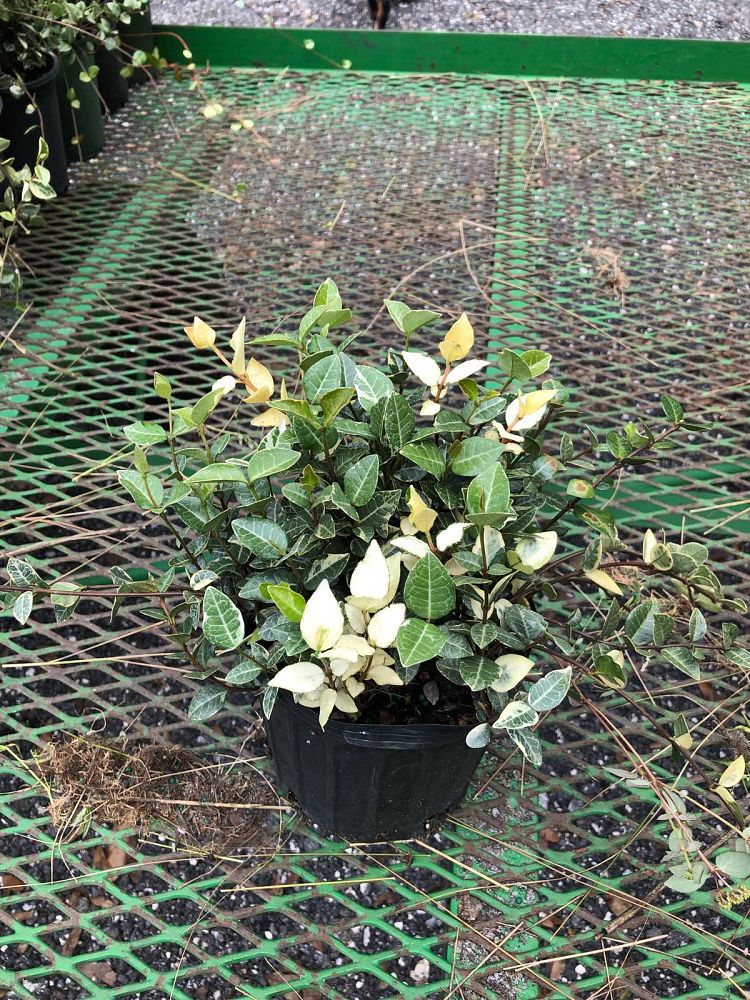 trachelospermum-asiaticum-minima-variegata-asiatic-jasmine