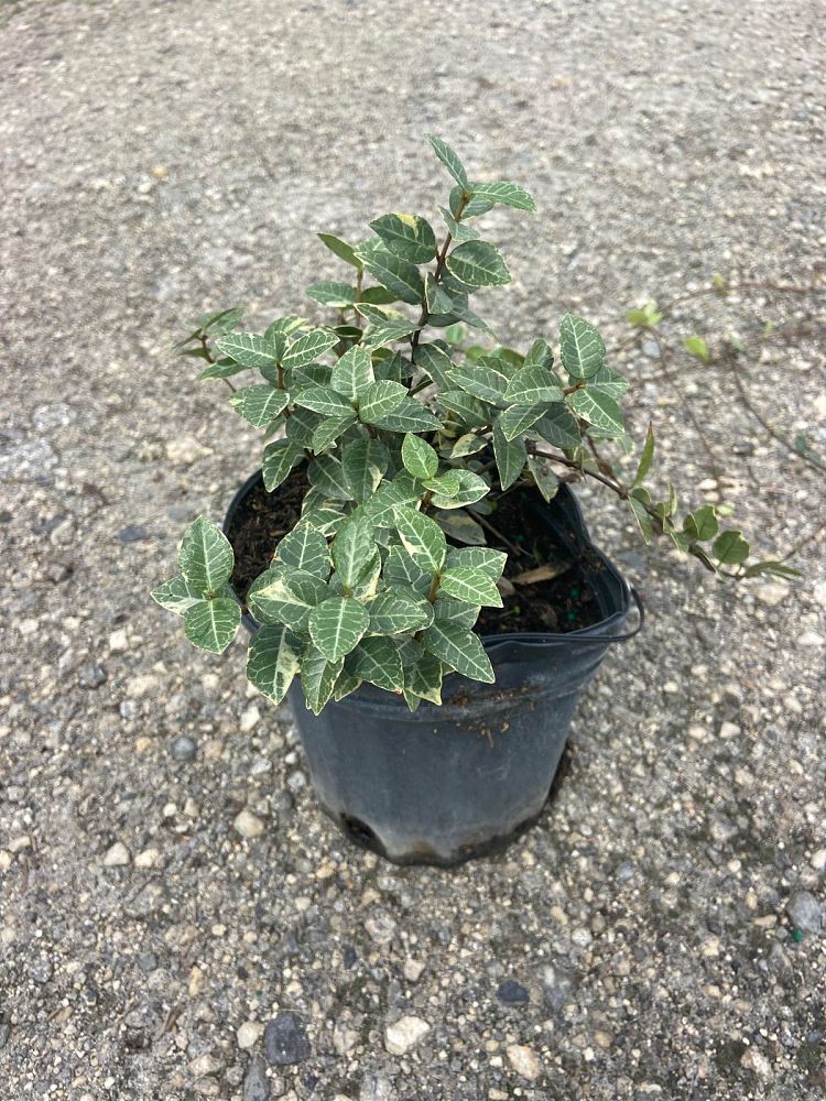 trachelospermum-asiaticum-minima-variegata-asiatic-jasmine