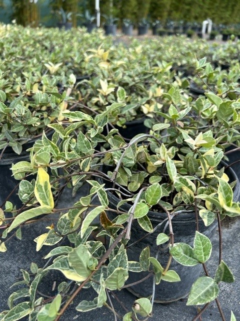 trachelospermum-asiaticum-minima-variegata-asiatic-jasmine