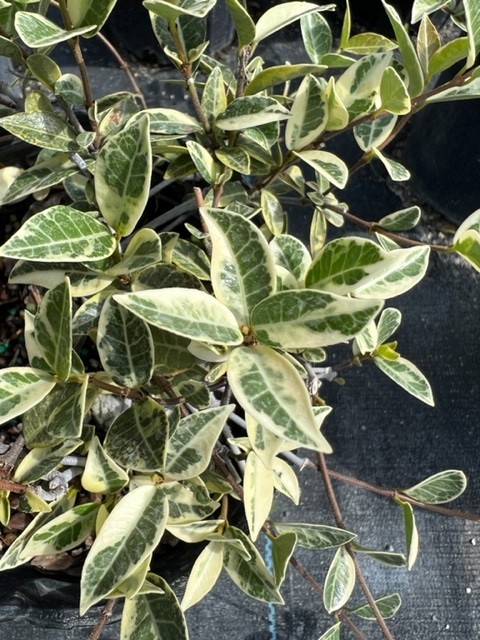 trachelospermum-asiaticum-minima-variegata-asiatic-jasmine