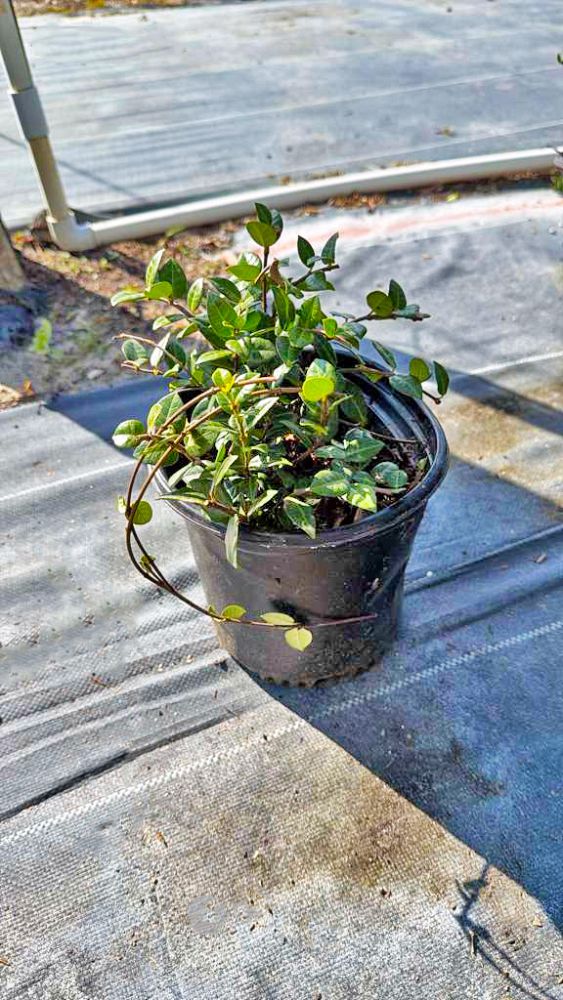 trachelospermum-asiaticum-minima-variegata-asiatic-jasmine