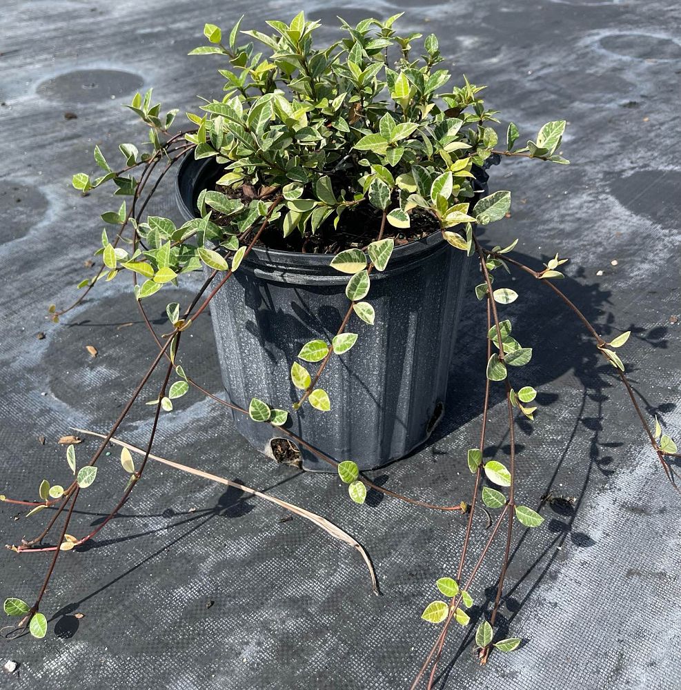 trachelospermum-asiaticum-minima-variegata-asiatic-jasmine