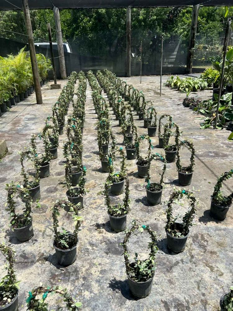 trachelospermum-asiaticum-minima-variegata-asiatic-jasmine