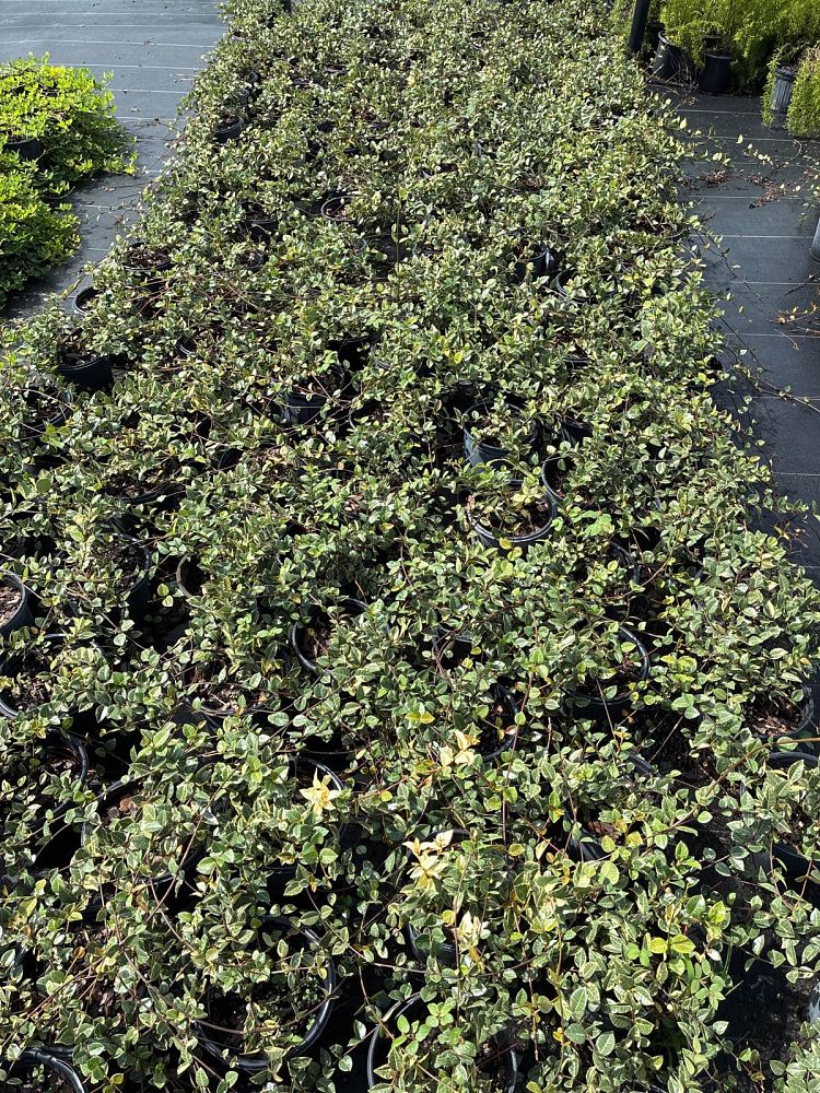 trachelospermum-asiaticum-minima-variegata-asiatic-jasmine