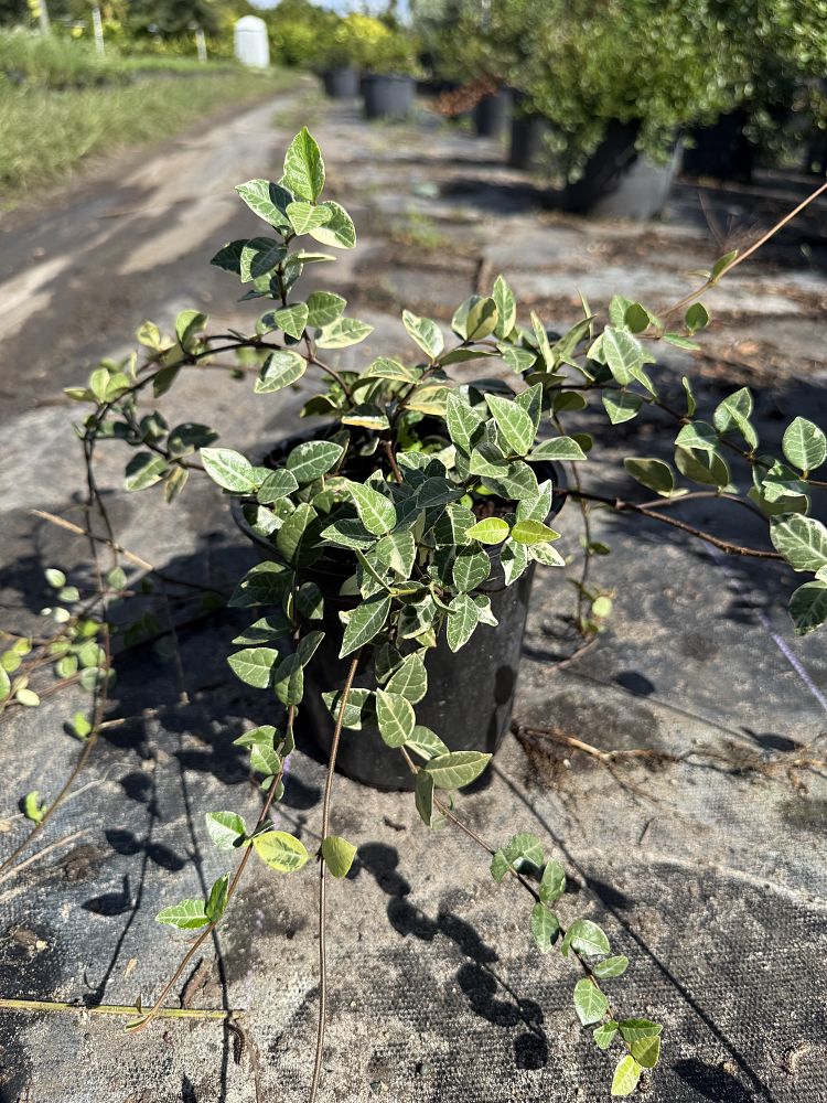 trachelospermum-asiaticum-minima-variegata-asiatic-jasmine
