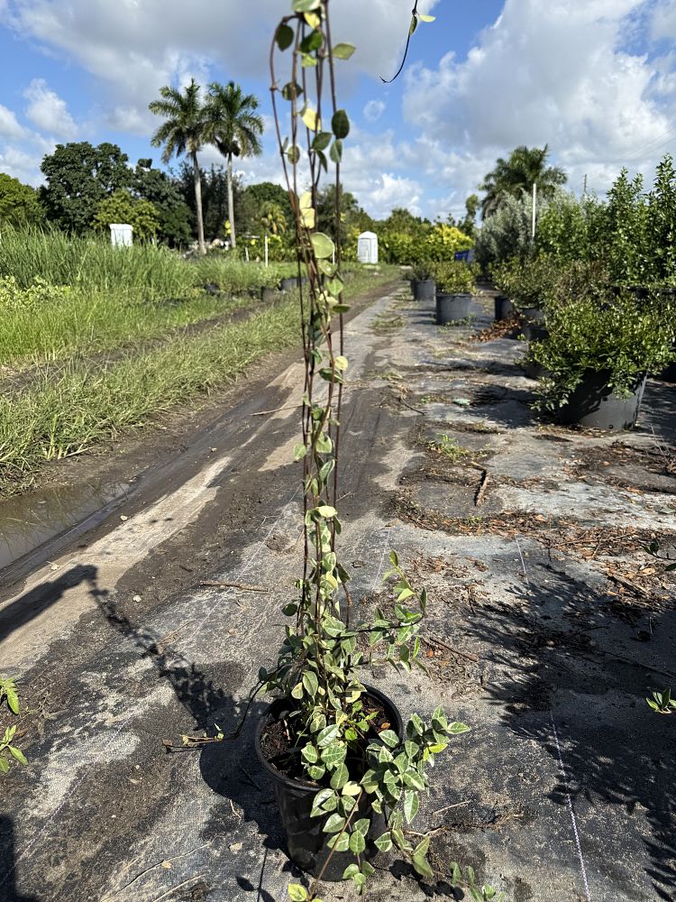 trachelospermum-asiaticum-minima-variegata-asiatic-jasmine