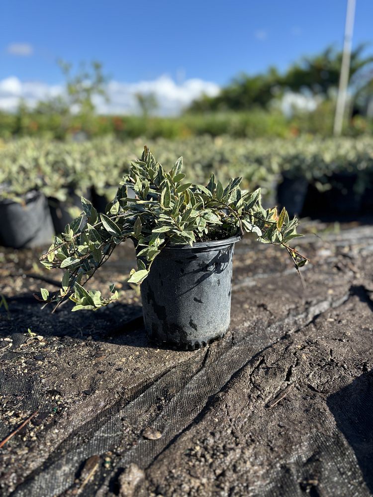 trachelospermum-asiaticum-minima-variegata-asiatic-jasmine