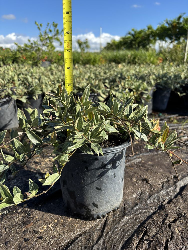 trachelospermum-asiaticum-minima-variegata-asiatic-jasmine