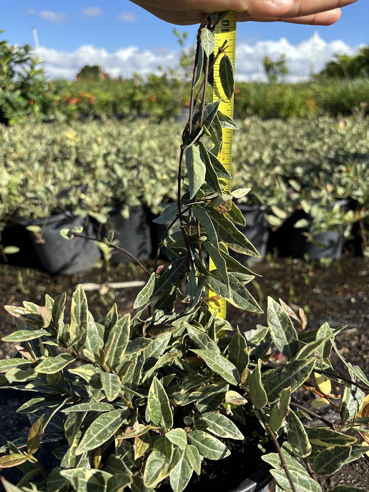 trachelospermum-asiaticum-minima-variegata-asiatic-jasmine