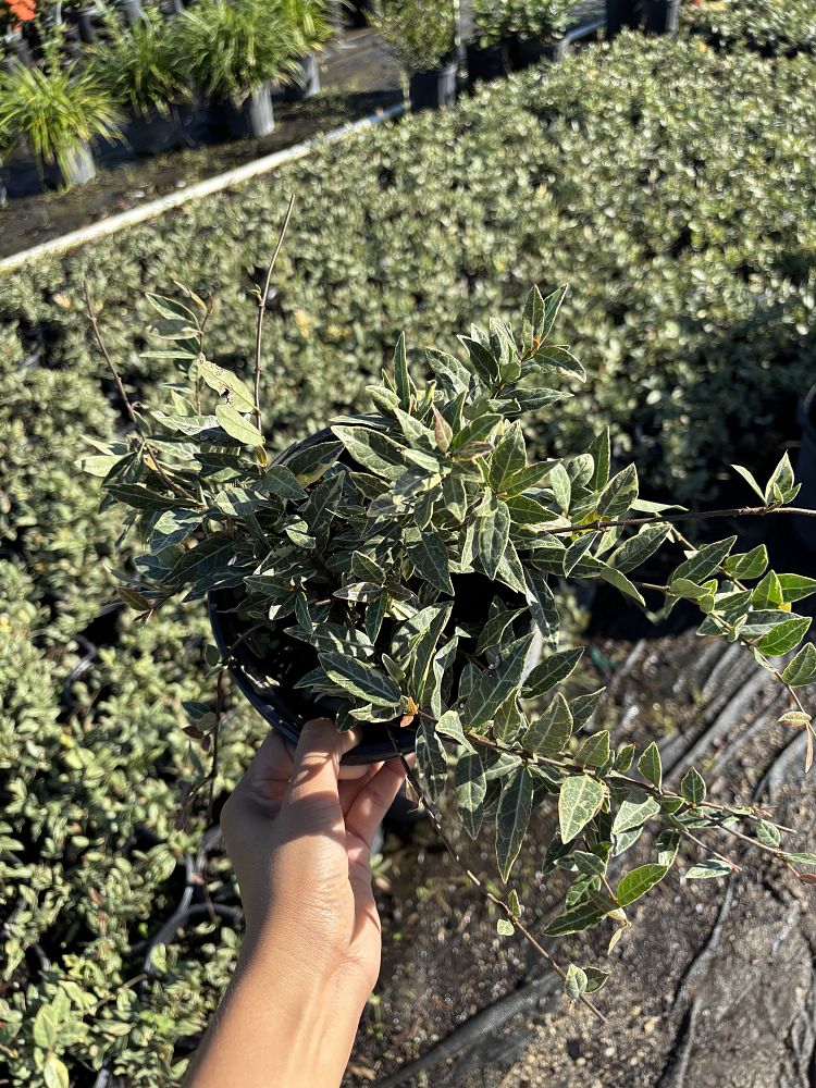 trachelospermum-asiaticum-minima-variegata-asiatic-jasmine