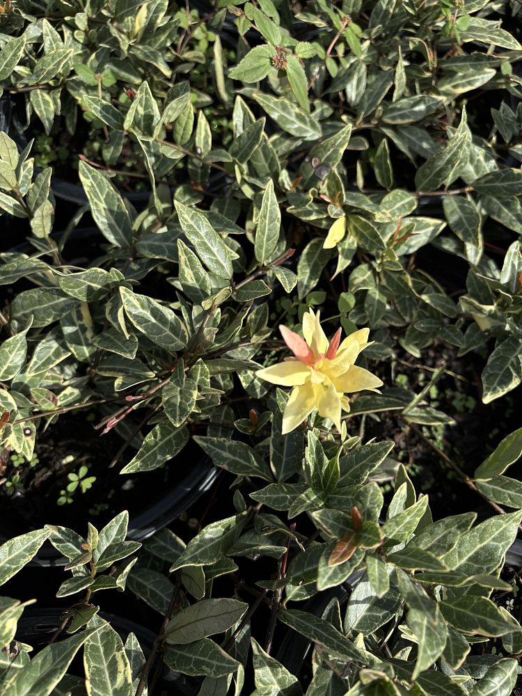 trachelospermum-asiaticum-minima-variegata-asiatic-jasmine