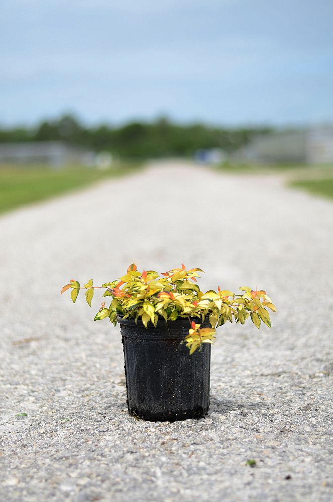 trachelospermum-asiaticum-summer-sunset-asiatic-jasmine