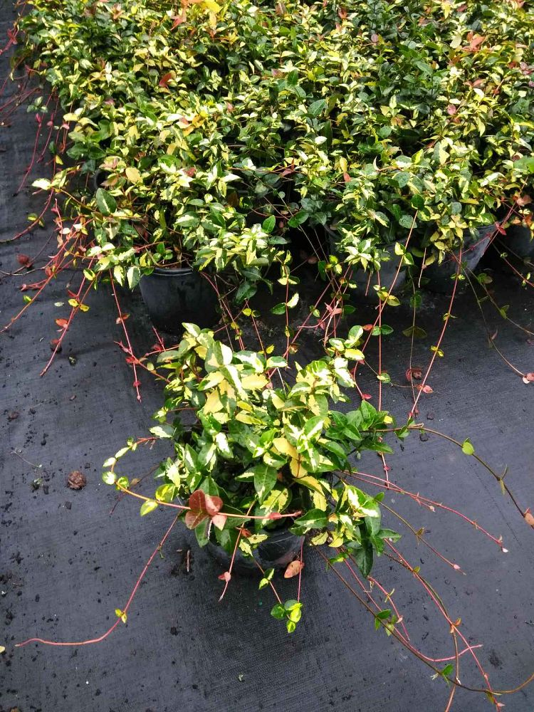 trachelospermum-asiaticum-summer-sunset-asiatic-jasmine
