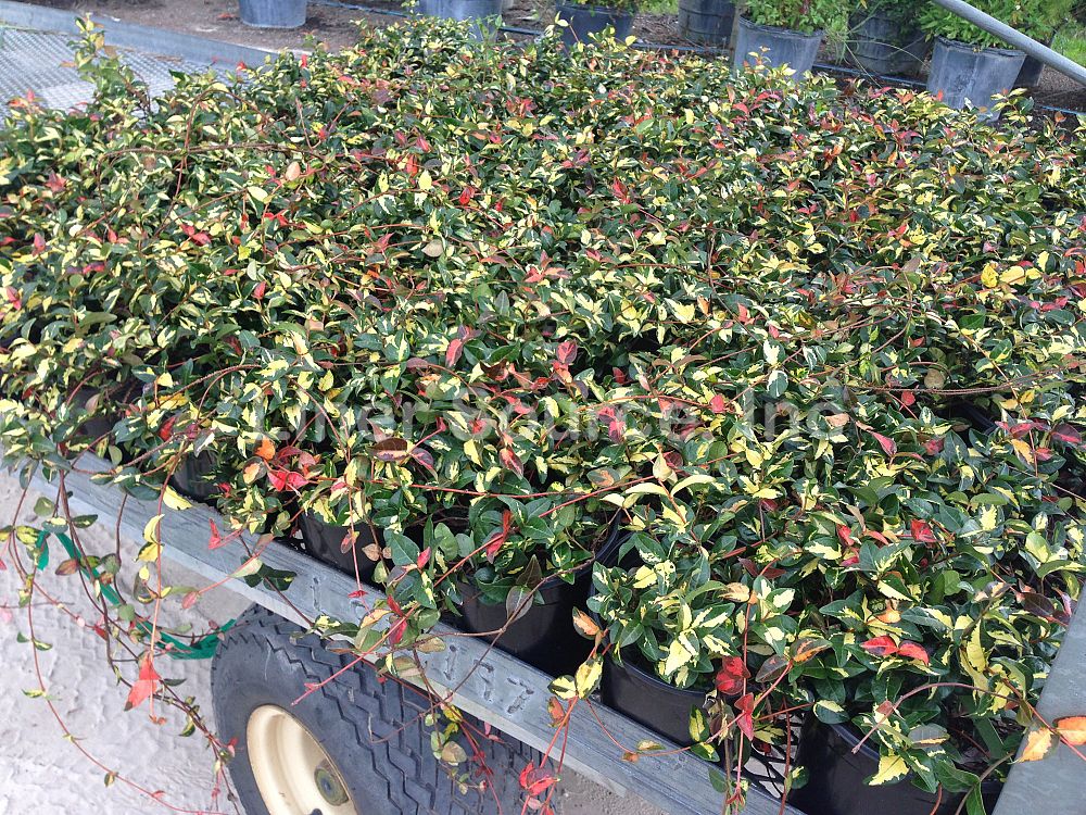 trachelospermum-asiaticum-summer-sunset-asiatic-jasmine